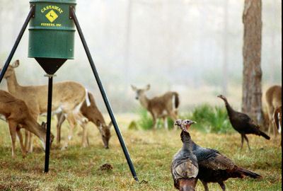 Turkey at Deer at Castaway Feeder