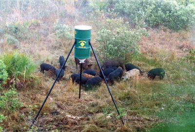 Hogs at Feeder