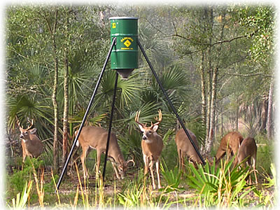 Buck Group at feeder