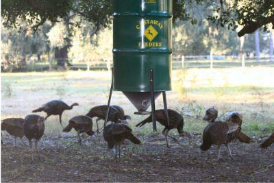 GA Turkeys at Castaway Feeder
