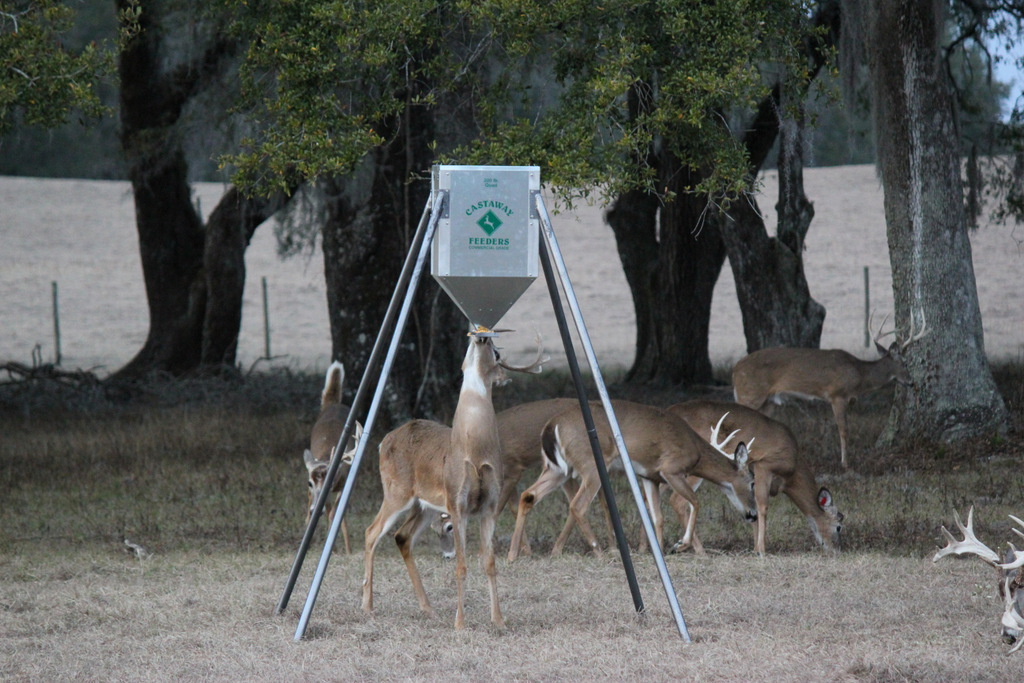Deer Feeding from Castaway Feeder
