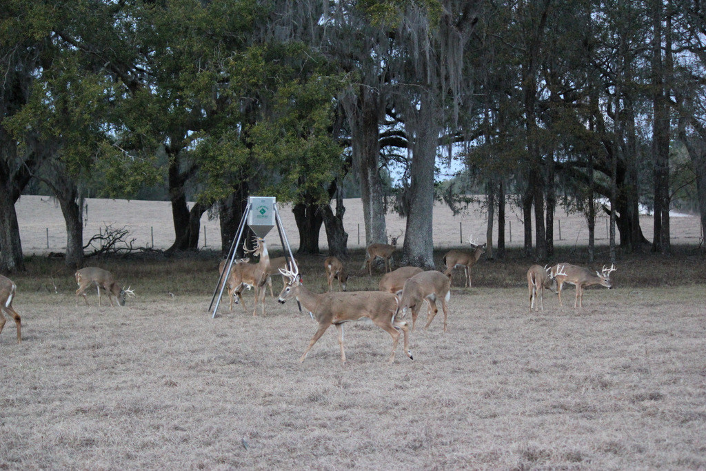 Deer herd at feeder