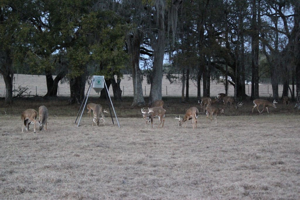 Large Deer Herd at Feeder